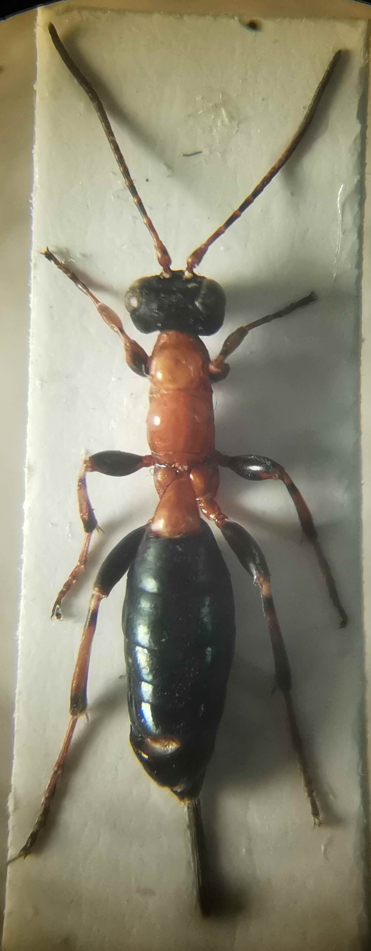 ? Ichneumonidae