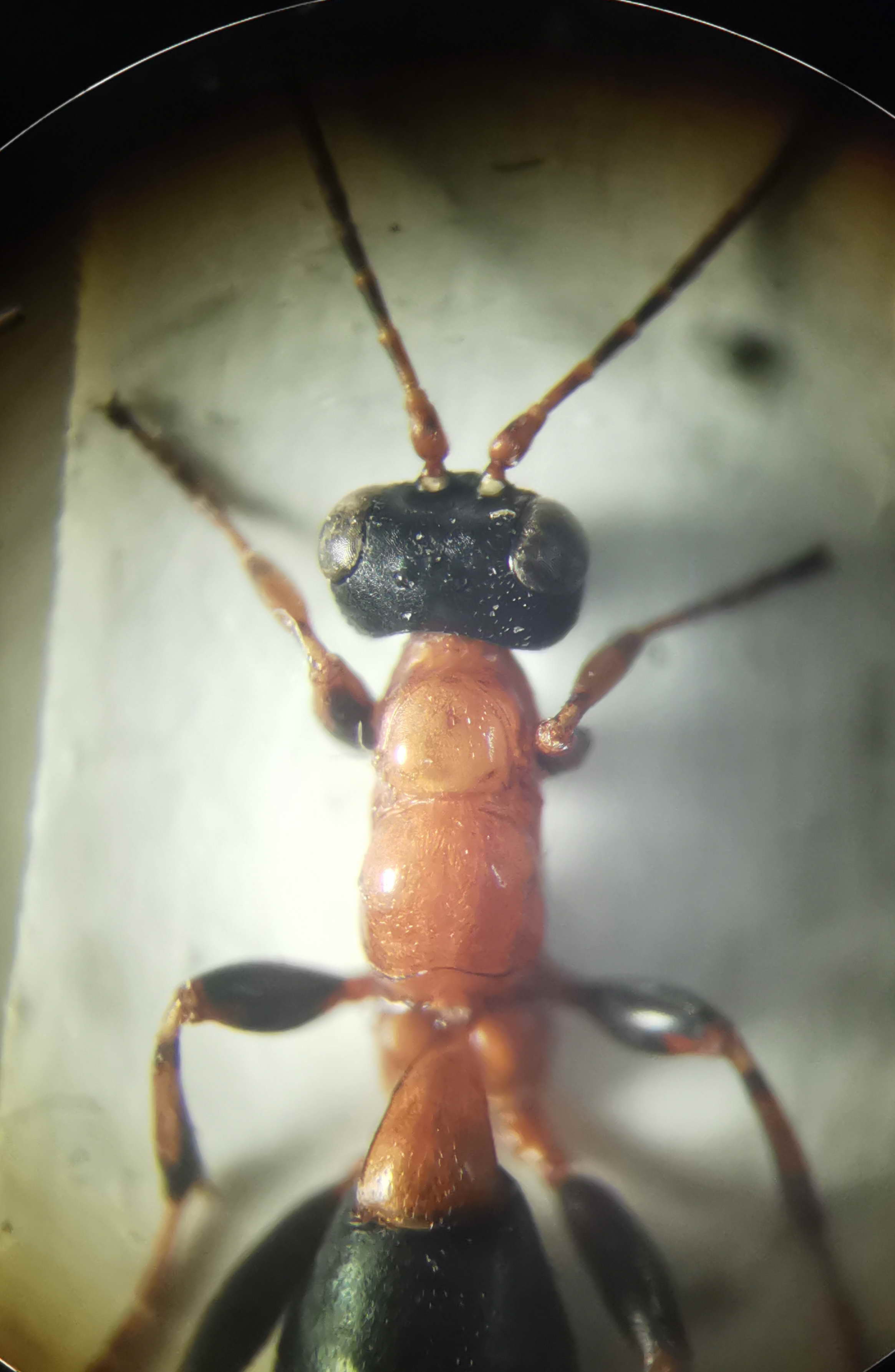 ? Ichneumonidae