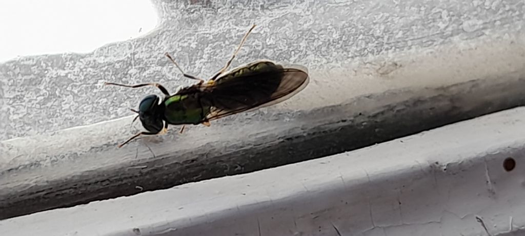 Dittero da determinare: possibile Chloromyia formosa?