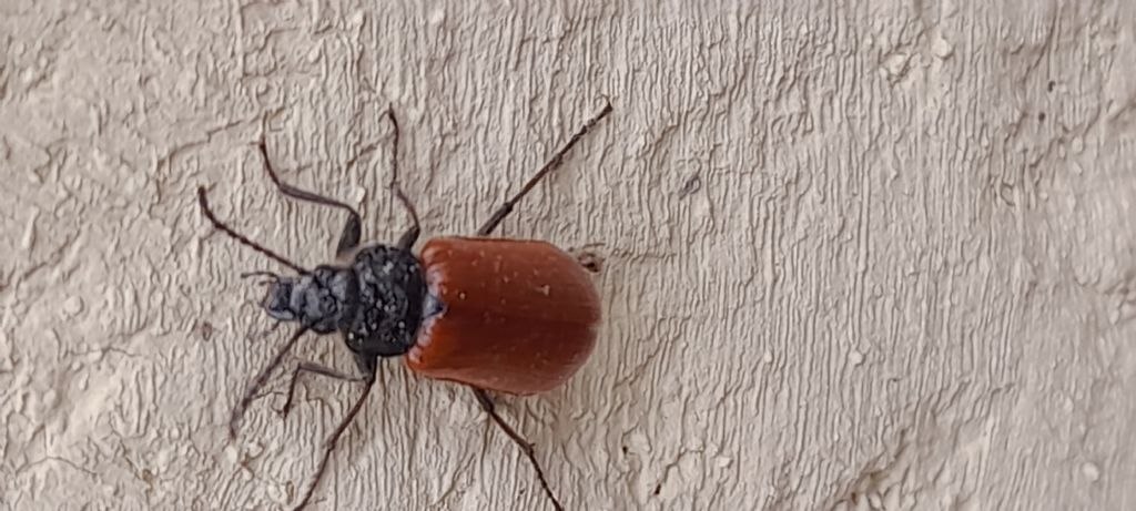 Tenebrionidae Alleculinae: Omophlus sp.