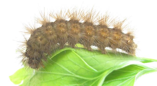 Identificazione bruco - Spilosoma lubricipeda