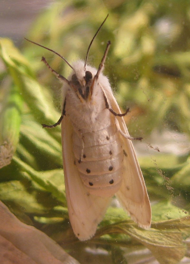 Identificazione bruco - Spilosoma lubricipeda