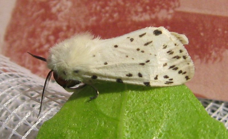 Identificazione bruco - Spilosoma lubricipeda