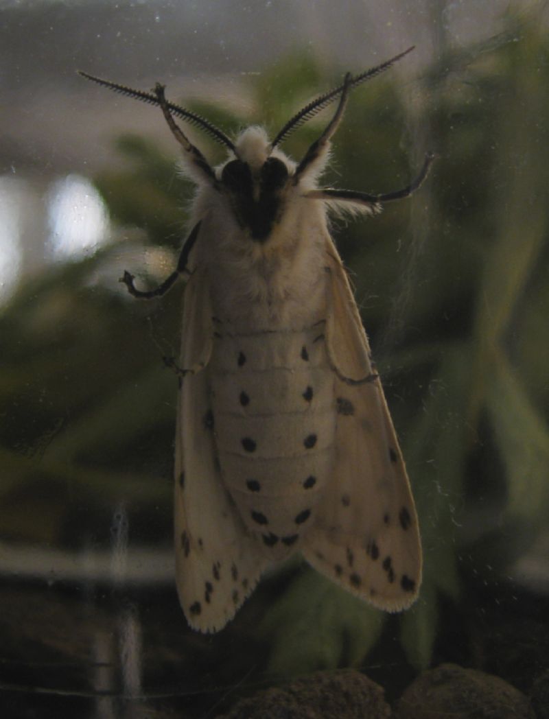 Identificazione bruco - Spilosoma lubricipeda