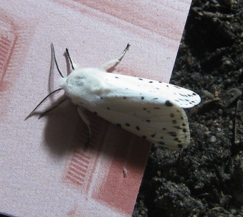 Identificazione bruco - Spilosoma lubricipeda