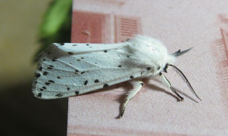 Identificazione bruco - Spilosoma lubricipeda