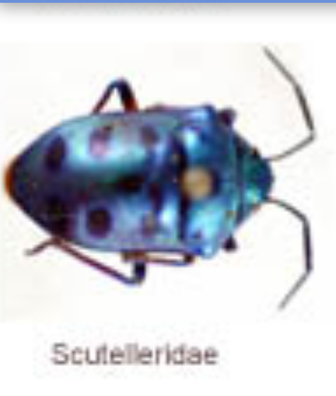 Heteroptera