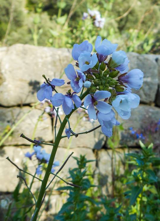 Diplotaxis cfr. erucoides (Brassicaceae)