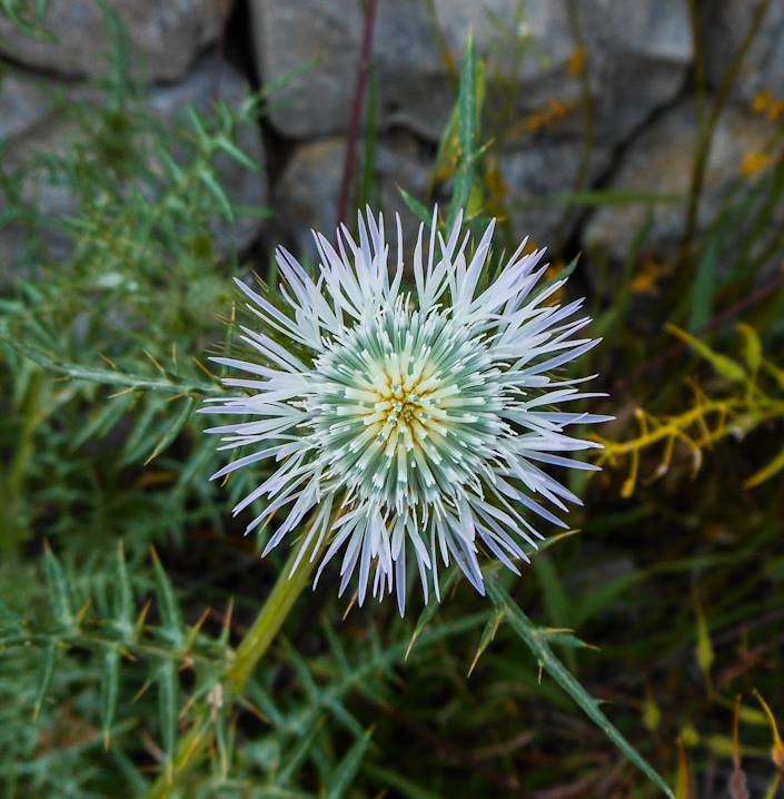 Galactites tomentosus