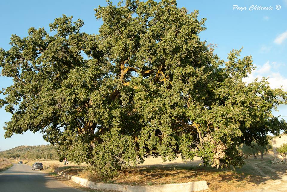 Quercus amplifolia Guss. (Sicilia)