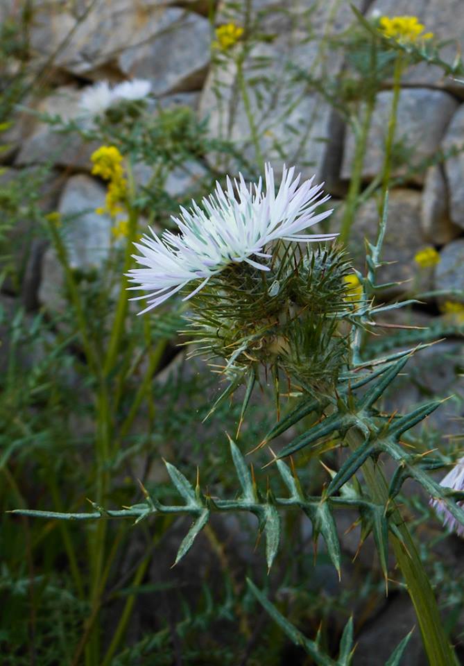 Galactites tomentosus