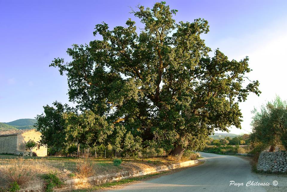 Quercus amplifolia Guss. (Sicilia)