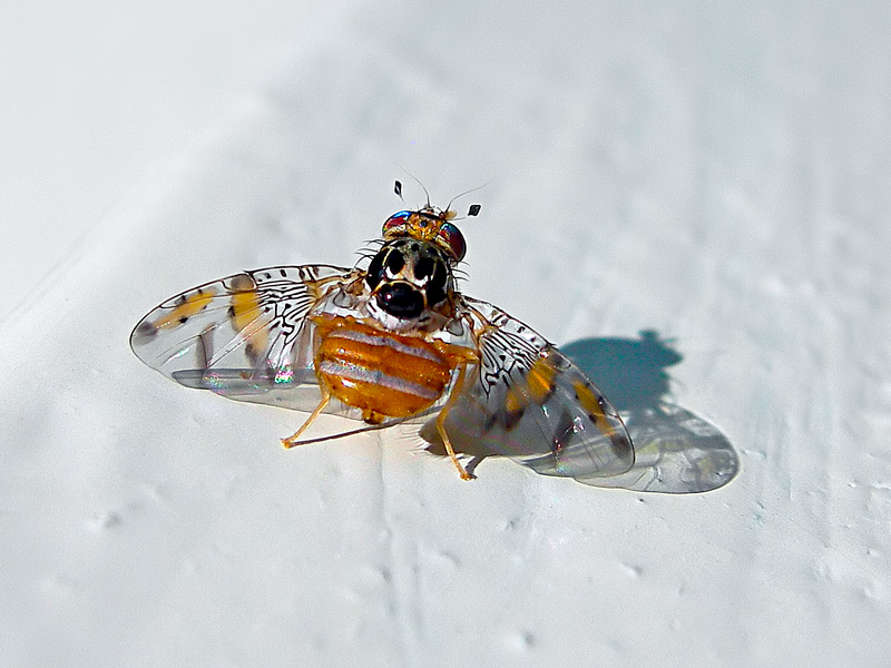 Ceratitis capitata (Tephritidae)