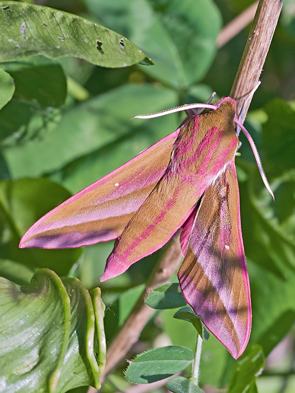 Deidephila Elpenor, Sphingidae