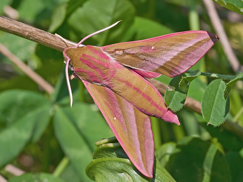 Deidephila Elpenor, Sphingidae