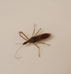 Reduviidae: Zelus renardii