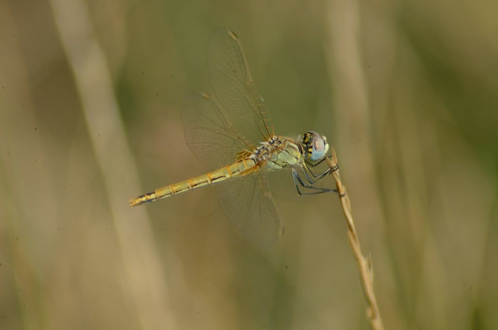 domanda... - Sympetrum fonscolombii