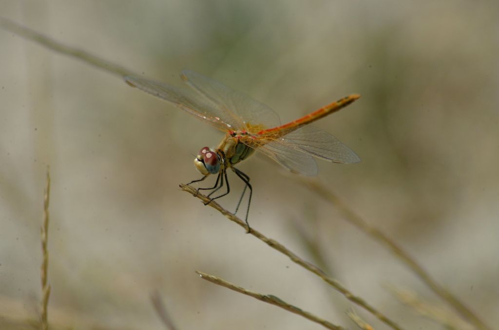 domanda... - Sympetrum fonscolombii