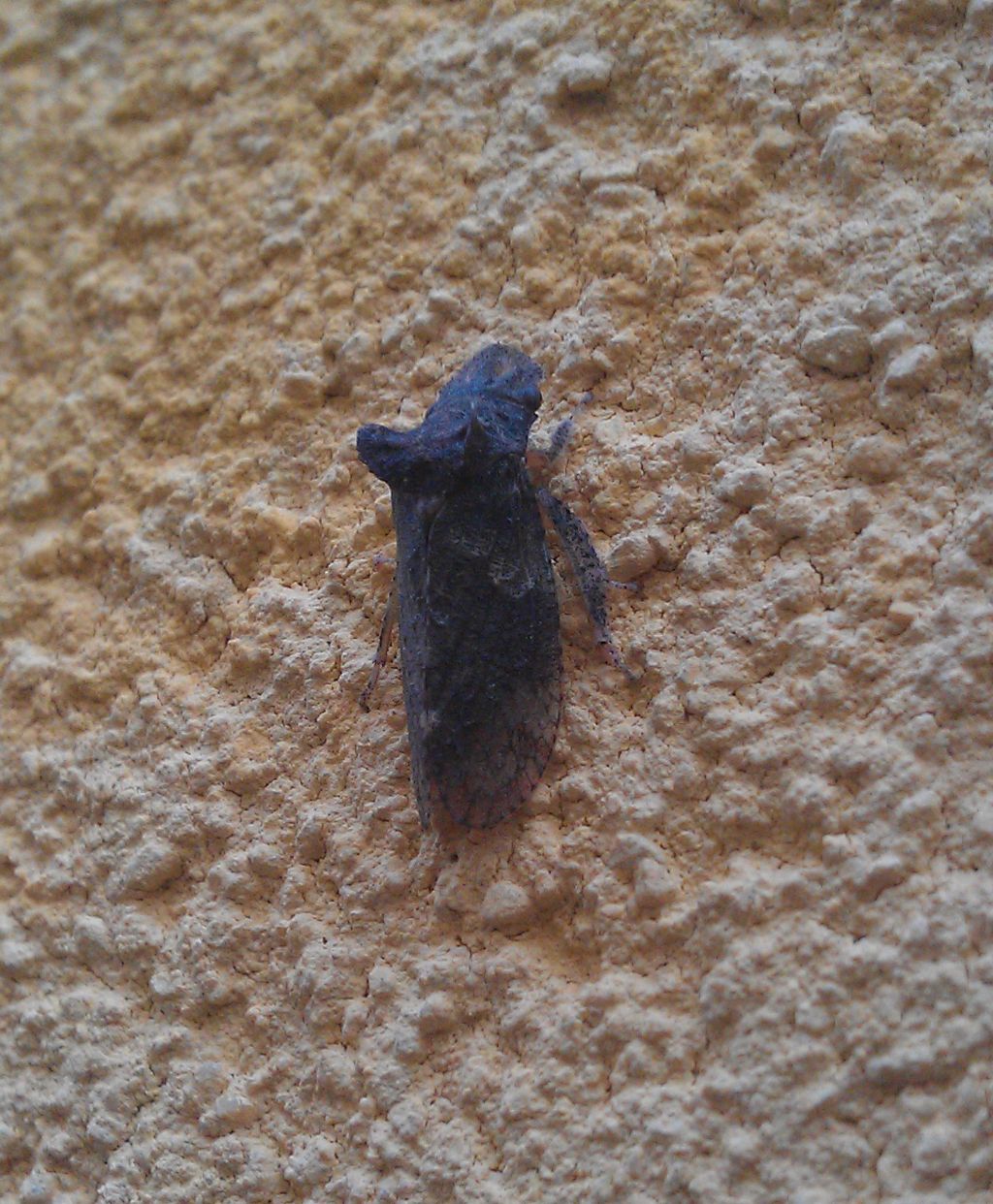 cicala aliena? Ledra aurita