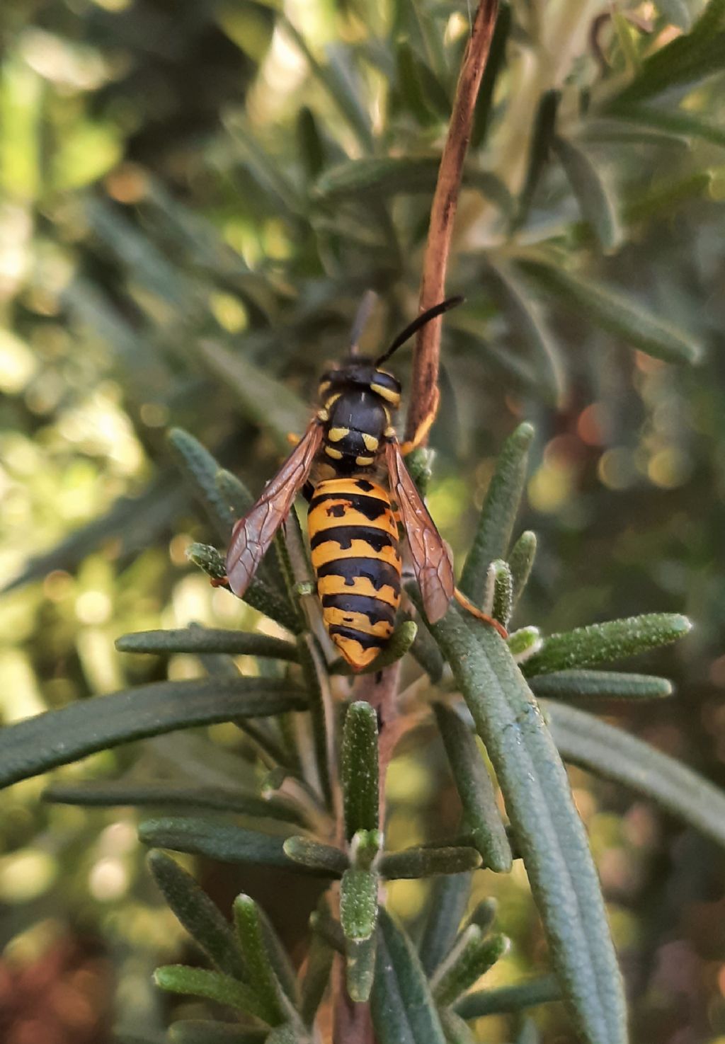 Vespa ubriacona