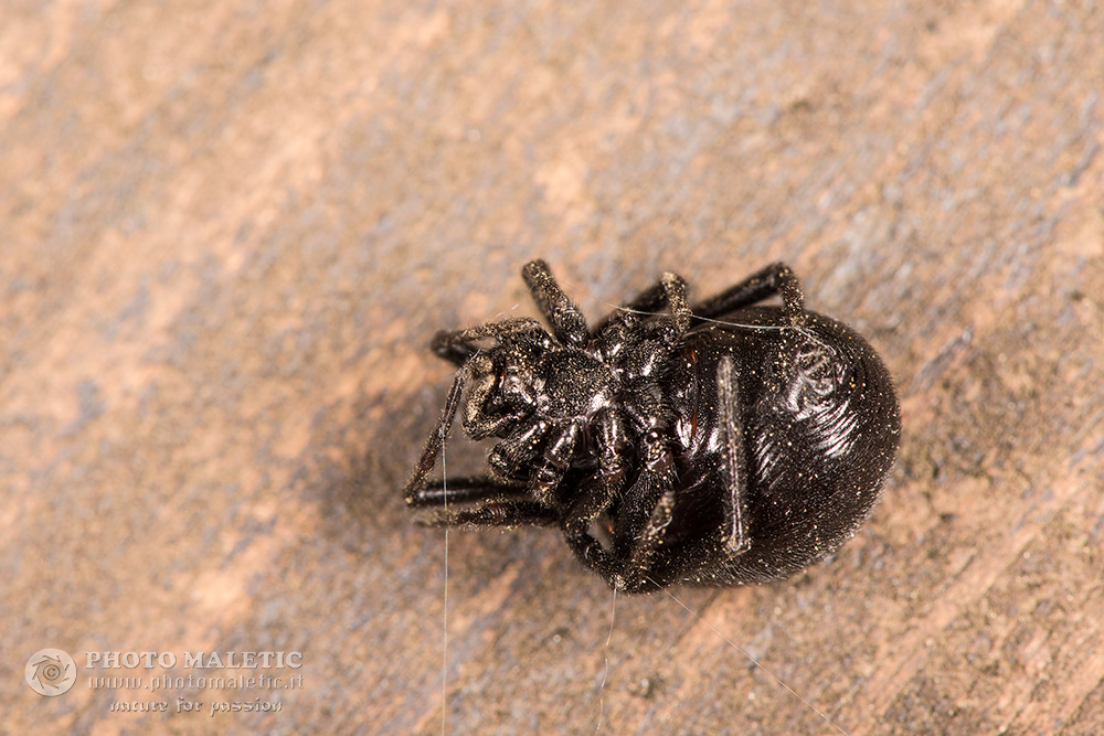 Steatoda paykulliana? S ! - prov. Alessandria