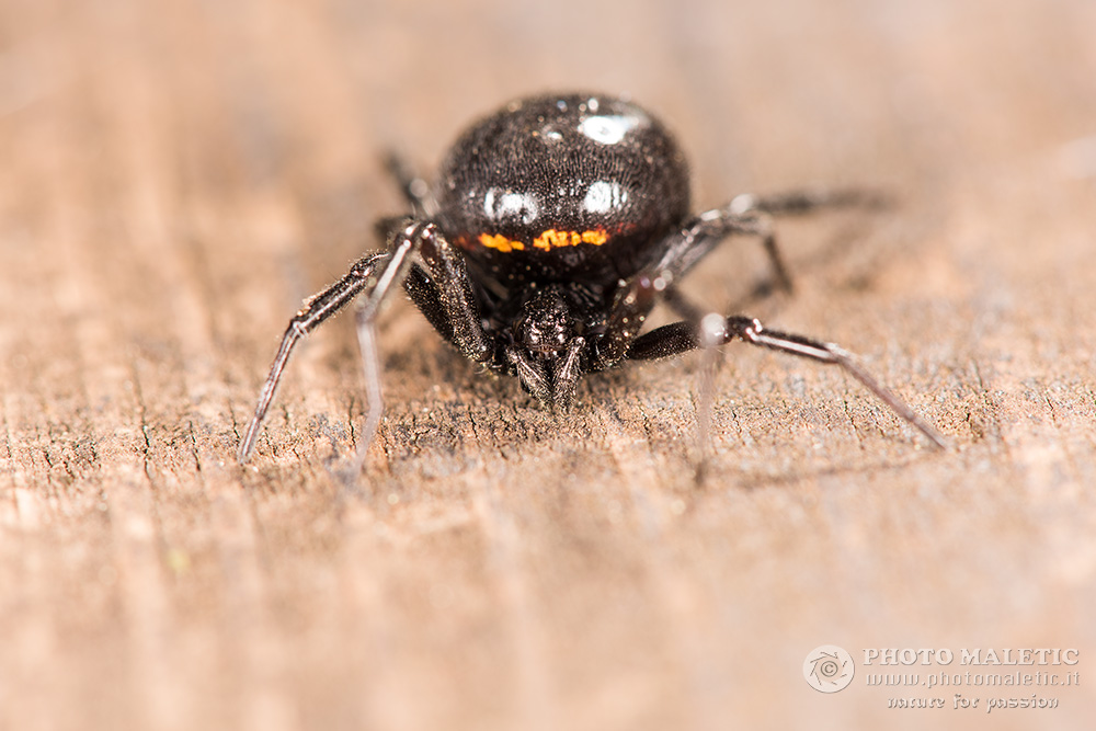 Steatoda paykulliana? S ! - prov. Alessandria