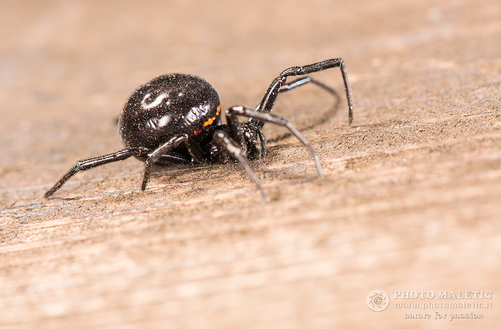 Steatoda paykulliana? S ! - prov. Alessandria