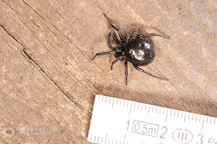 Steatoda paykulliana? S ! - prov. Alessandria