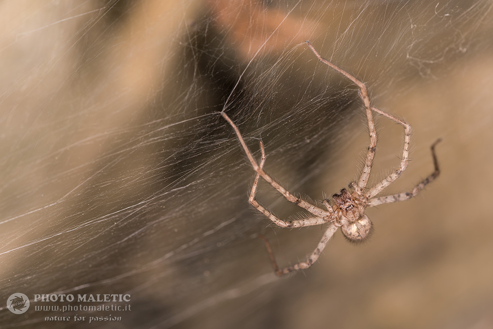 Tegenaria sp.  -  Genova