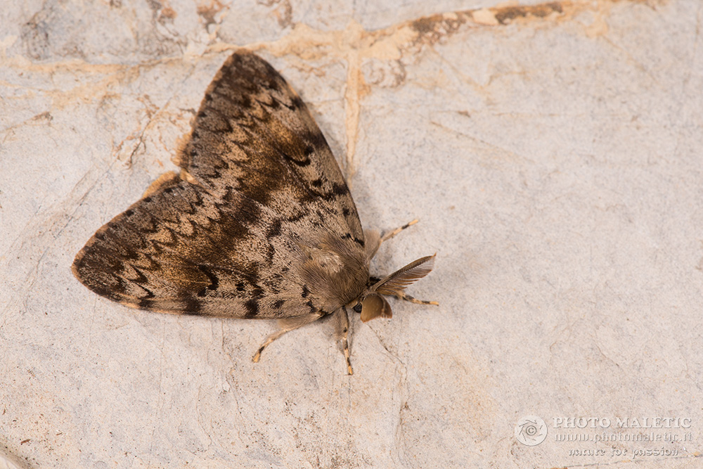 Falena da ID - Lymantria dispar, Erebidae Lymantriinae