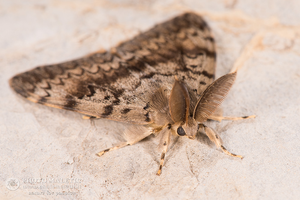 Falena da ID - Lymantria dispar, Erebidae Lymantriinae