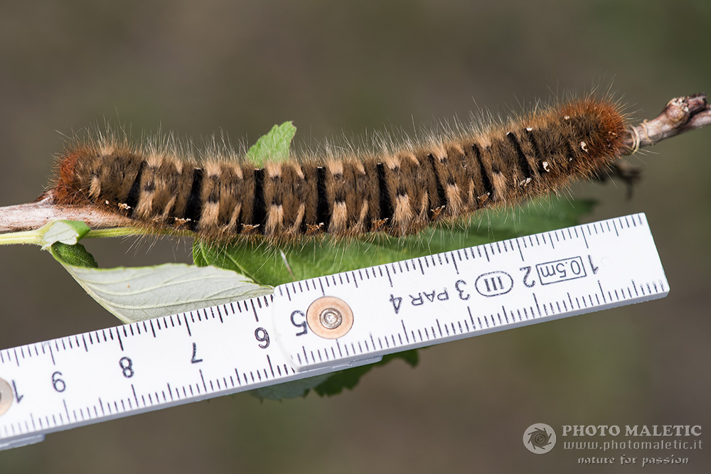 Bruco di Lasiocampa quercus? S