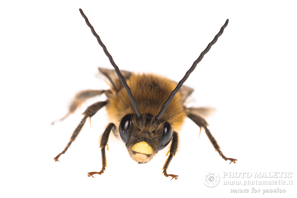 Eucera sp., maschio