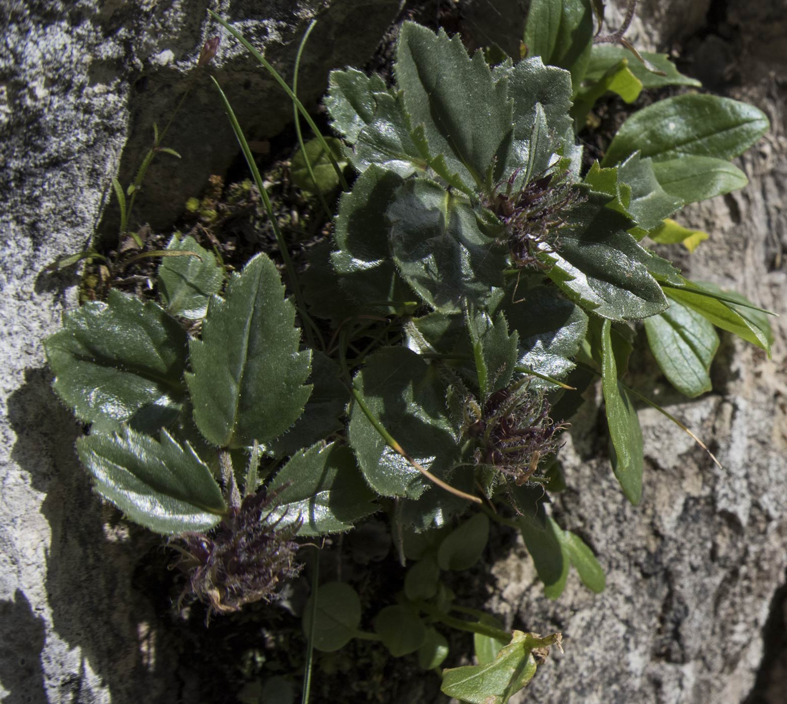 Possibile Physoplexis comosa? No, Paederota bonarota