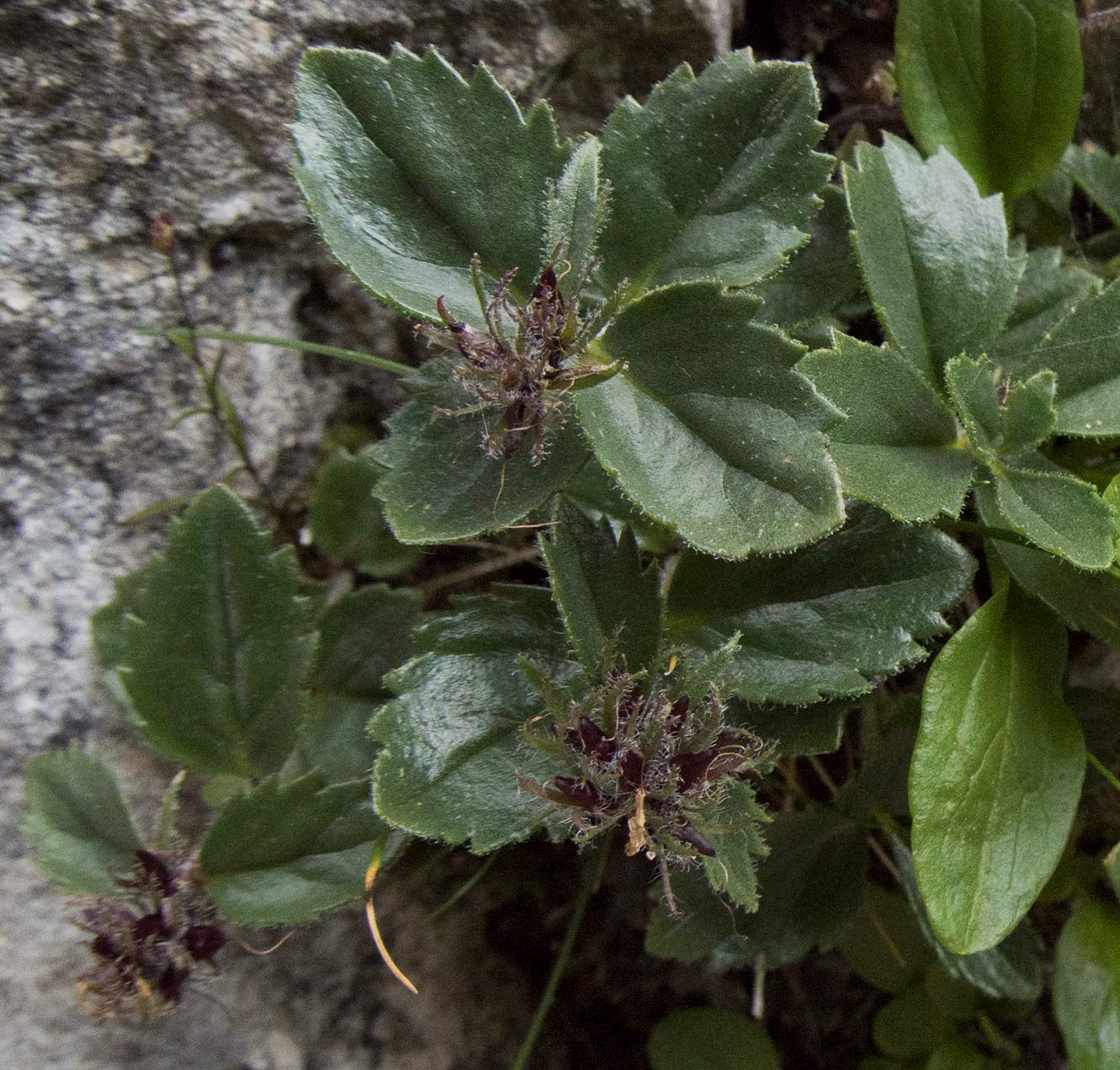 Possibile Physoplexis comosa? No, Paederota bonarota