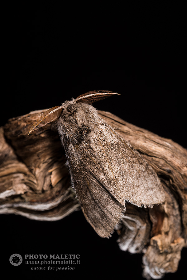 Falena: cfr. Calliteara pudibunda var. concolor