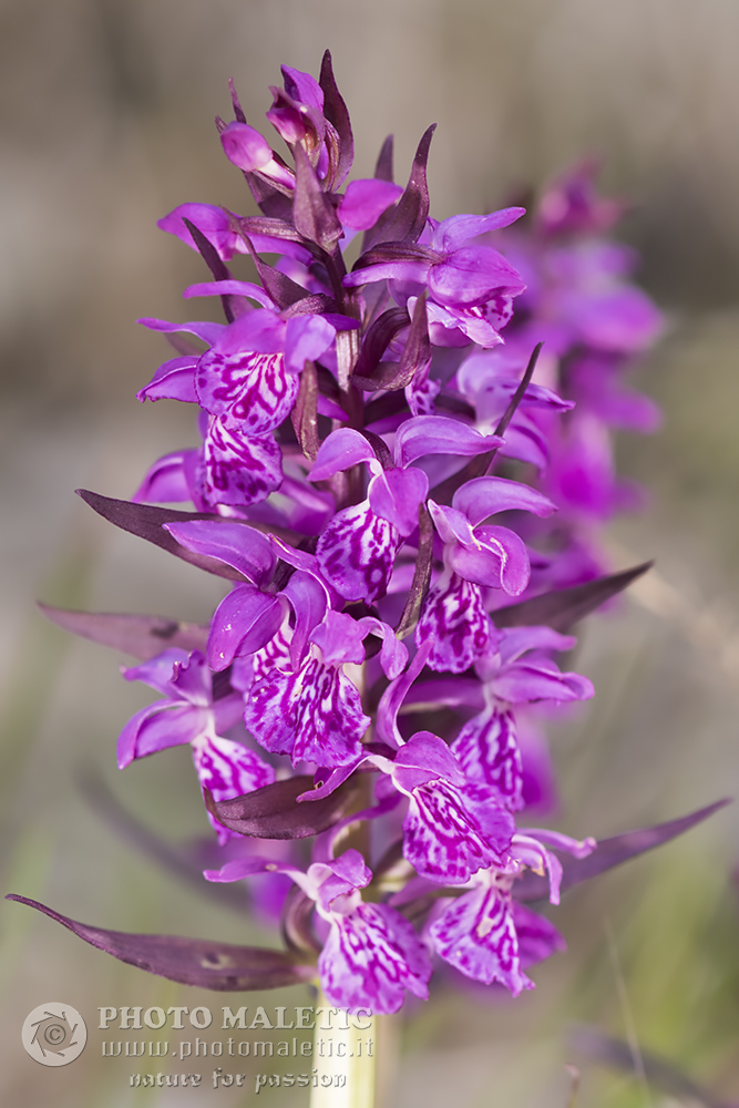 Dactylorhiza majalis?