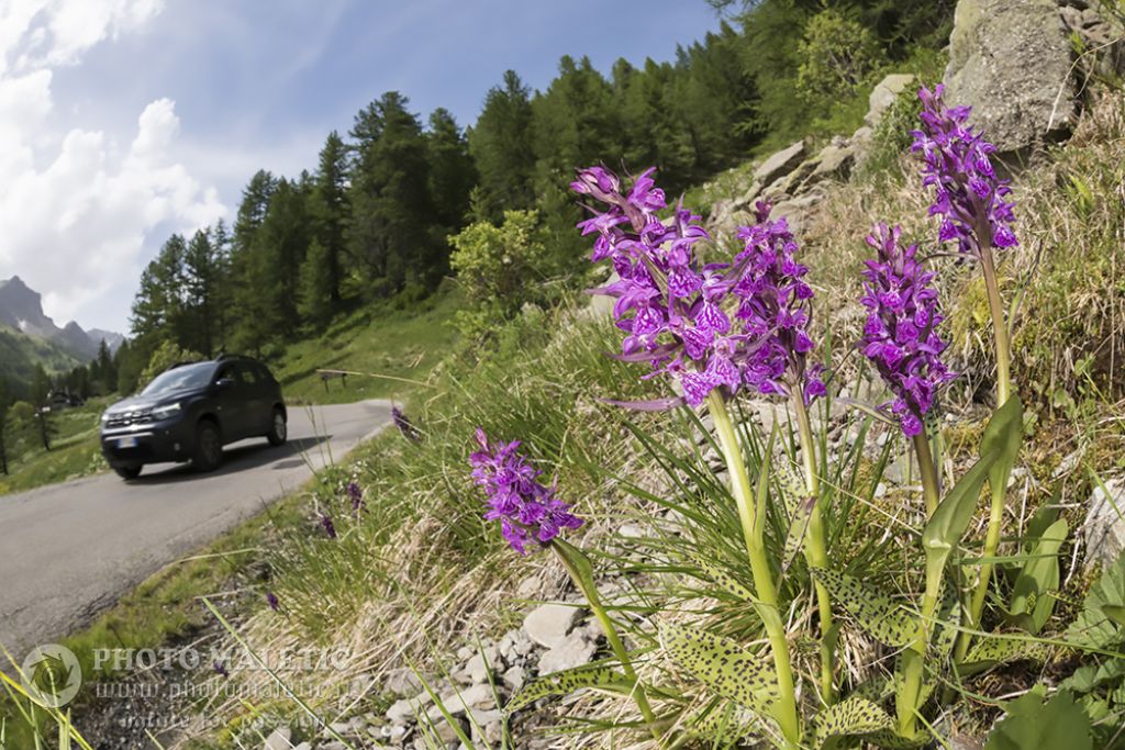 Dactylorhiza majalis?