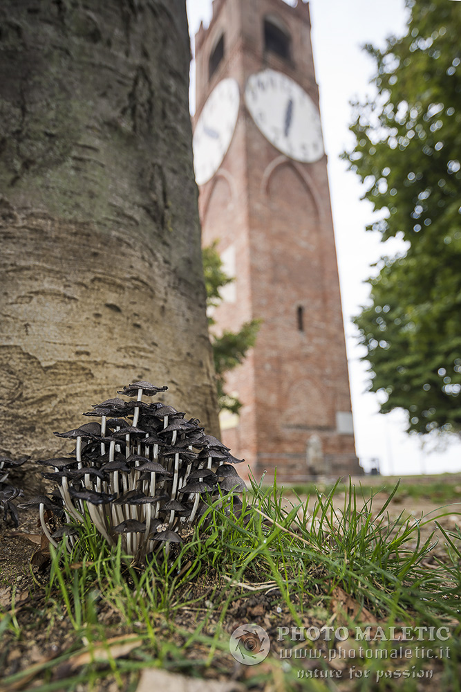 Coprinus angulatus?