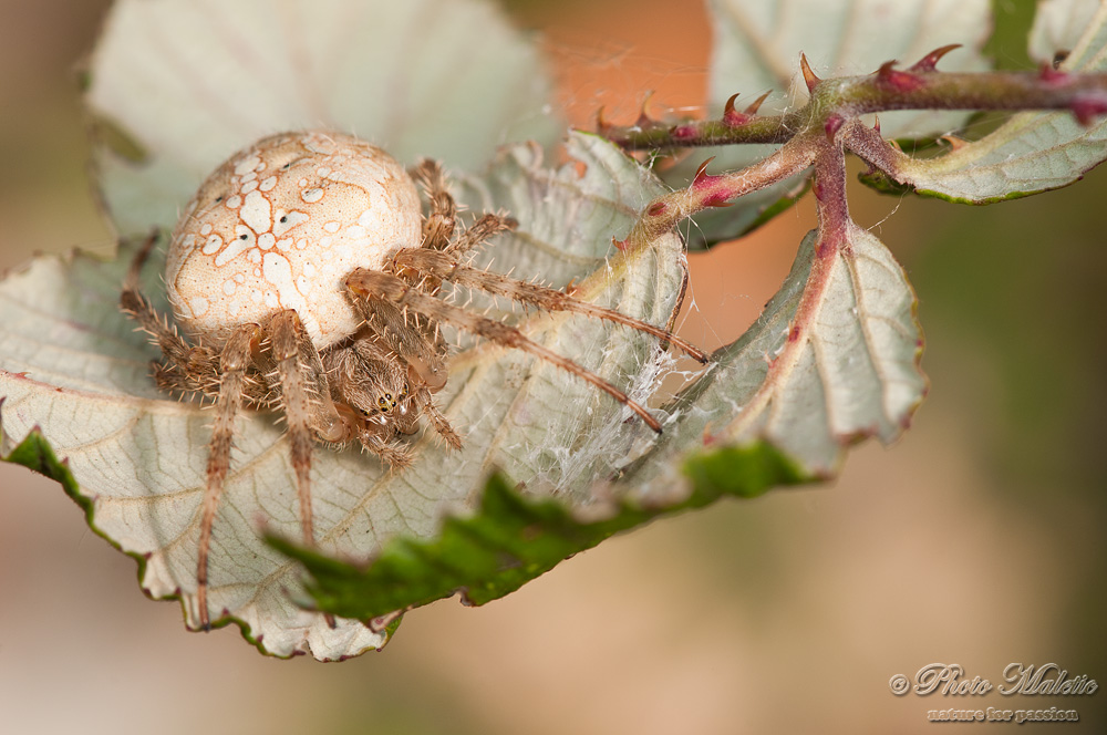 Araneus diadematus - Genova (GE)