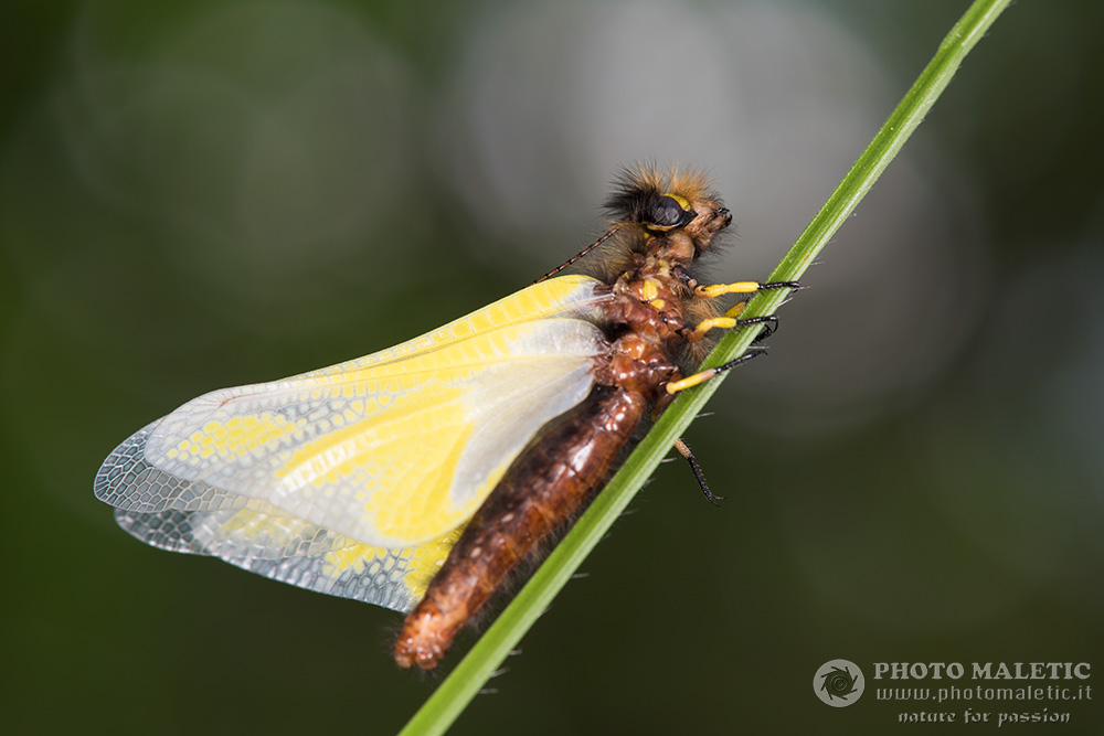 Libelloides coccajus?  S, femmina !