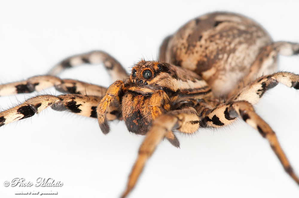 Loxosceles rufescens e Lycosa tarantula - Croazia