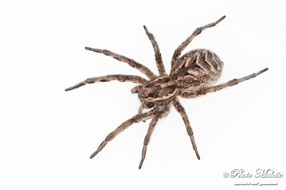 Loxosceles rufescens e Lycosa tarantula - Croazia