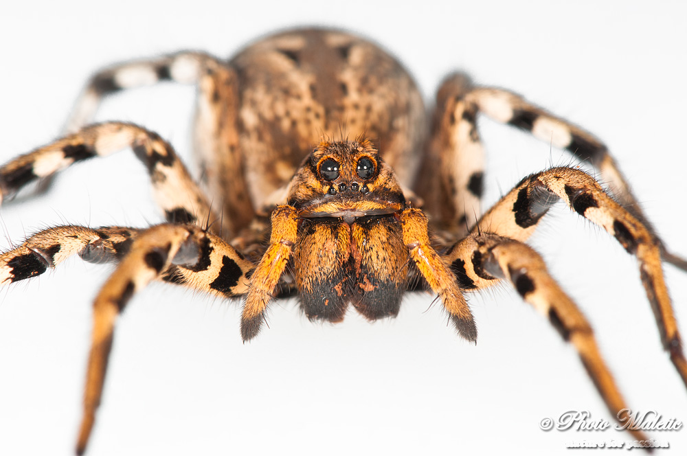 Loxosceles rufescens e Lycosa tarantula - Croazia