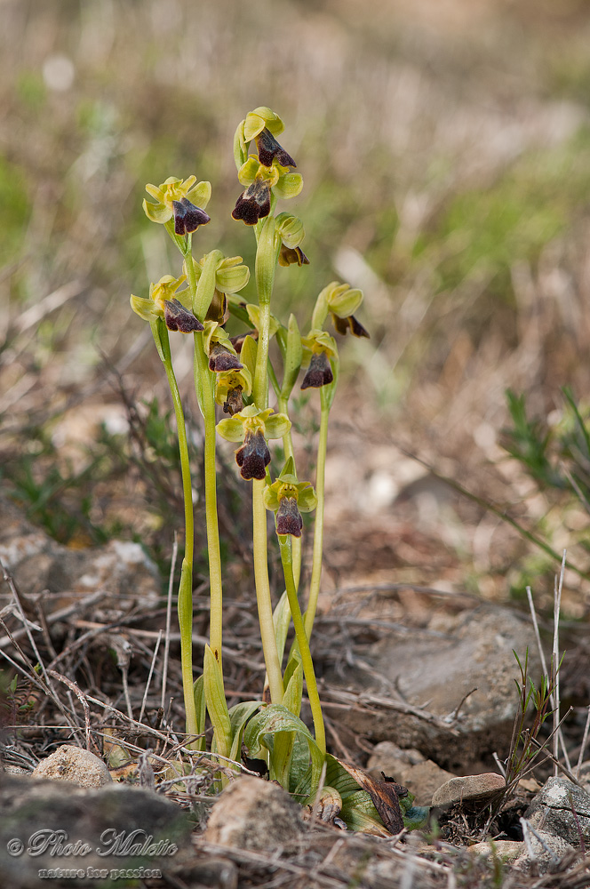 Ophrys exaltata subsp. arachnitiformis e Ophrys delforgei