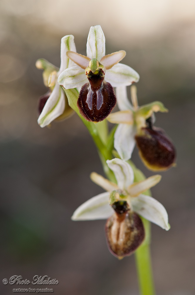 Ophrys exaltata subsp. arachnitiformis e Ophrys delforgei