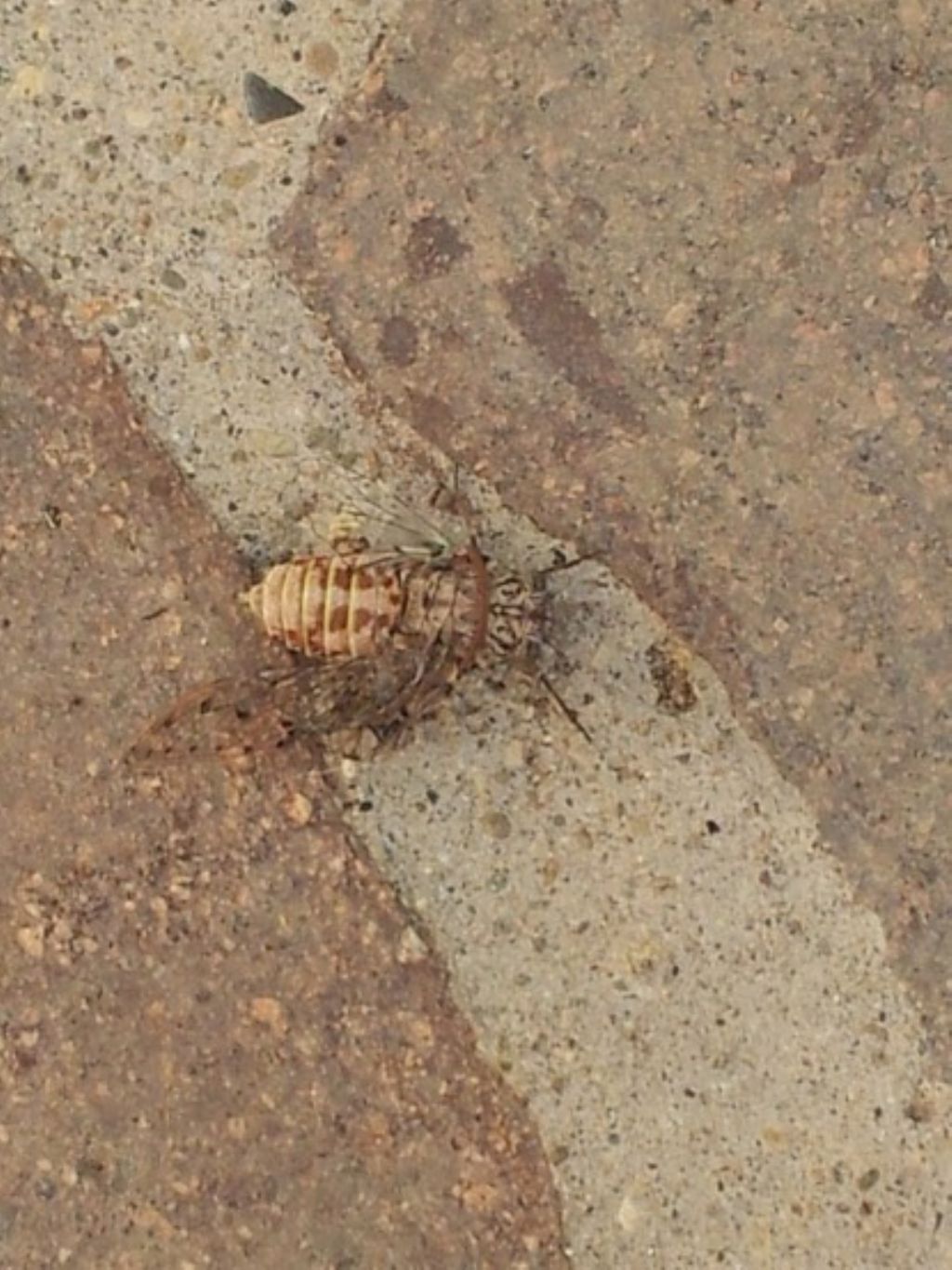 Identificazione cicala