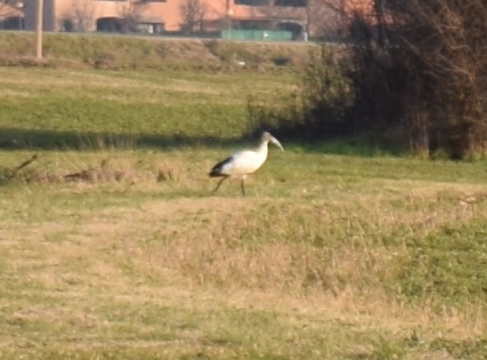 Che uccello  ?  Ibis sacro  (Threskiornis aethiopicus)