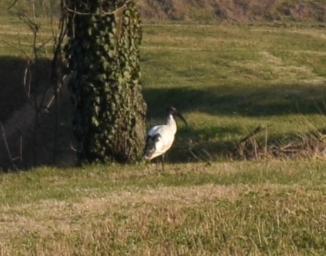 Che uccello  ?  Ibis sacro  (Threskiornis aethiopicus)