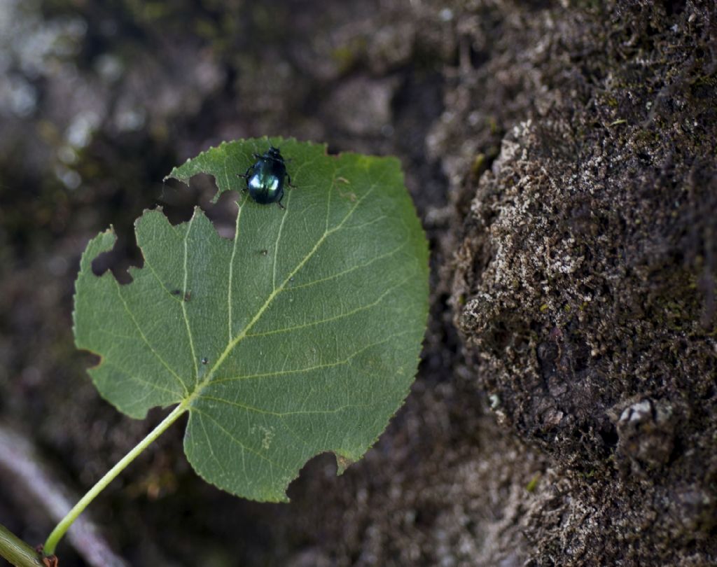 Riconoscimento - Plagiodera versicolora (Chrysomelidae)